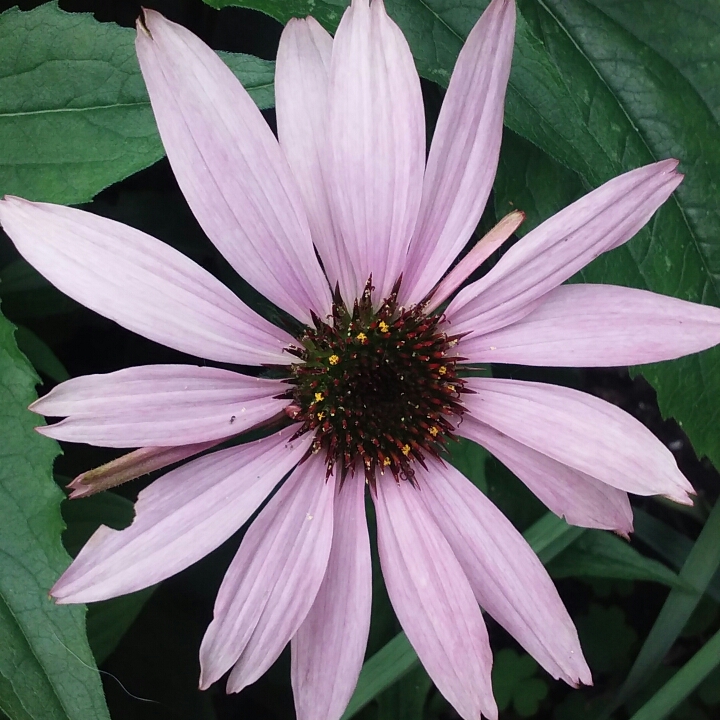 plant image 731373 plant image 731373