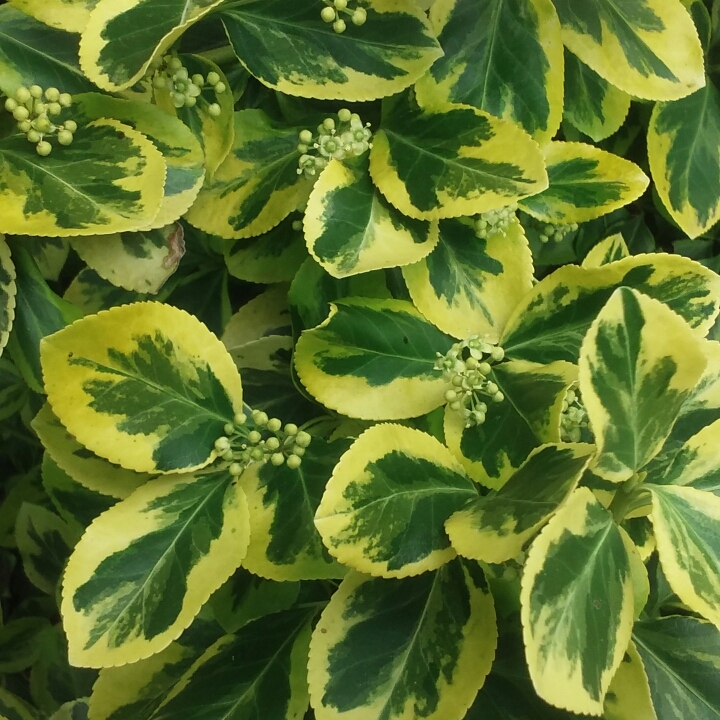 plant image 731557 plant image 731557