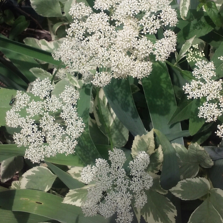 Plant image Aegopodium podagraria