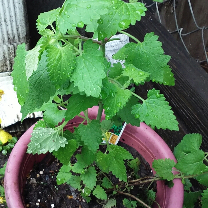 Plant image Nepeta 'Cataria'