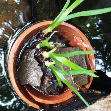Iris 'Black Gamecock'
