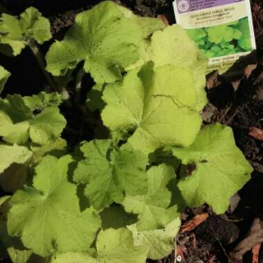 Heuchera 'Guacamole'