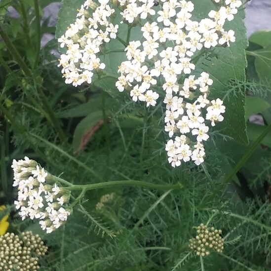 plant image 750099