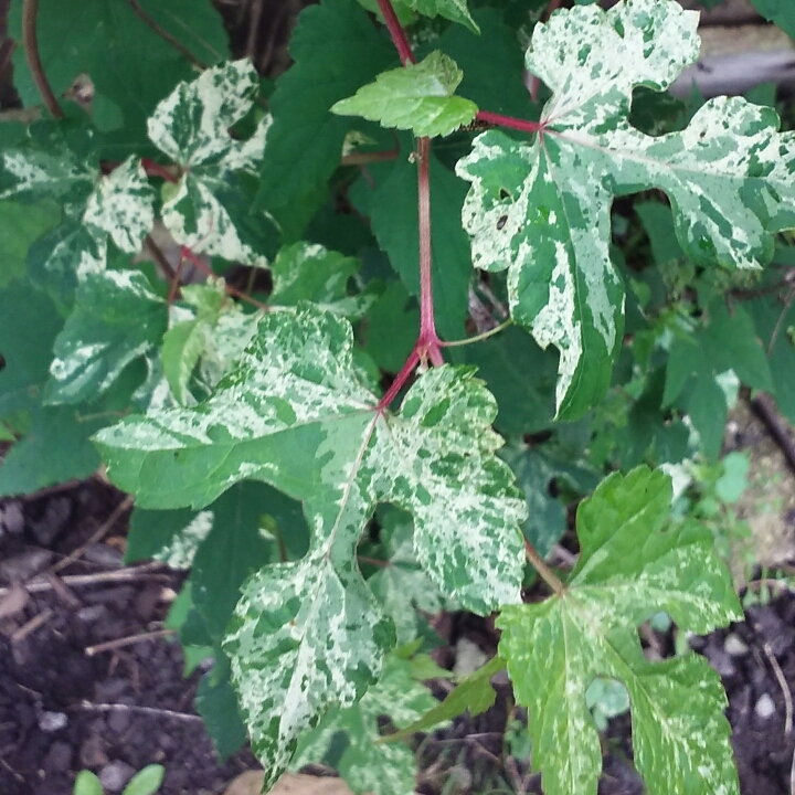 plant image 755093 plant image 755093