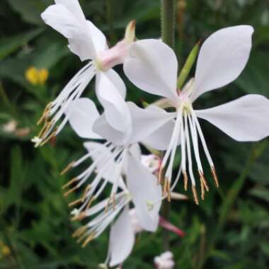 Oenothera lindheimeri 'Whirling Butterflies' syn. Gaura lindheimeri 'Whirling Butterflies'