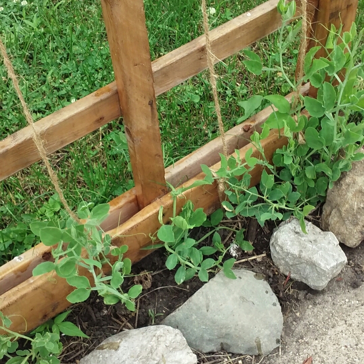 plant image 755101
