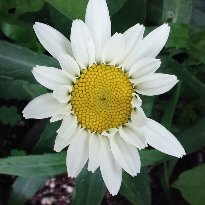 plant image 755102