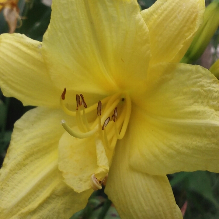 Plant image Hemerocallis 'Bonnie John Seton'