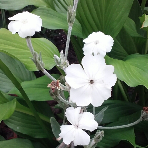 plant image 755145 plant image 755145