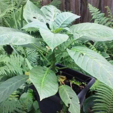 Brugmansia versicolor 'Ecuador Pink'