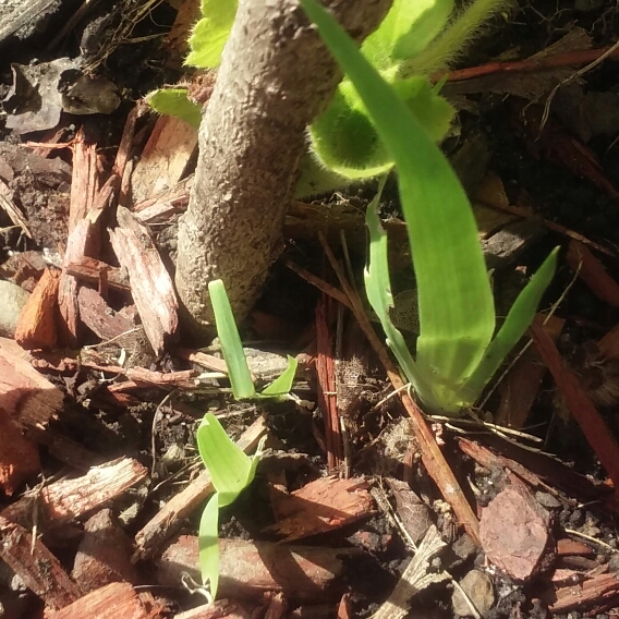 Plant image Iris domestica syn. Belamcanda chinensis