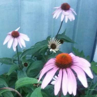 Echinacea purpurea 'Kim's Knee High'