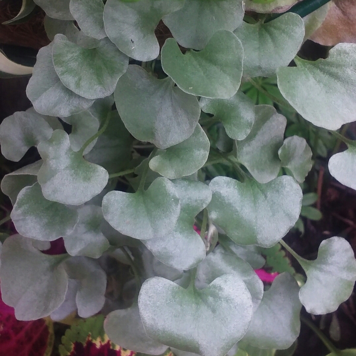 Plant image Dichondra argentea 'Silver Falls'