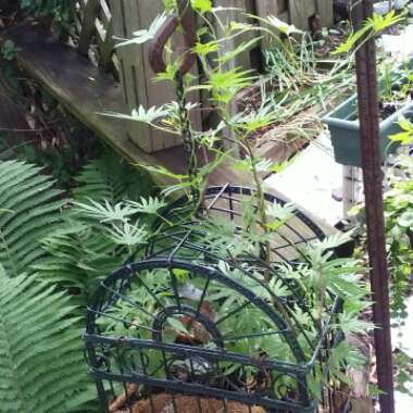 Ipomoea x multifida