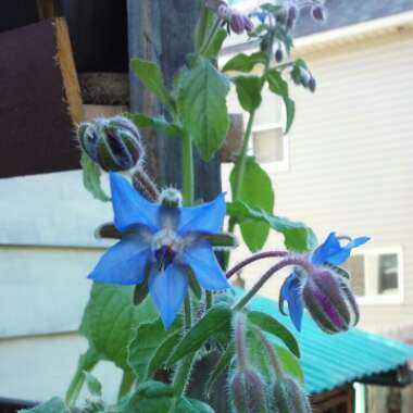 Borago officinalis