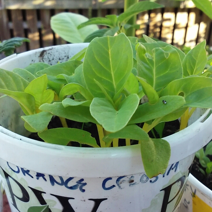 plant image 765549