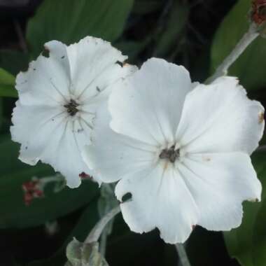 Lychnis coronaria 'Alba'