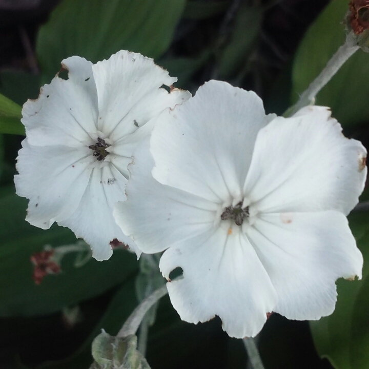plant image 769236 plant image 769236
