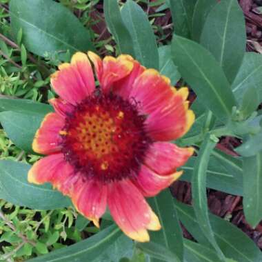 Gaillardia