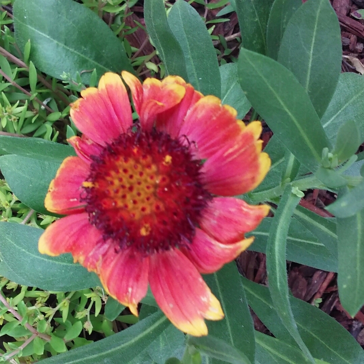plant image 769998