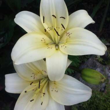 Lilium (Oriental)