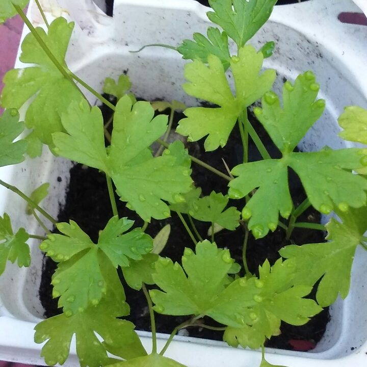 Plant image Petroselinum crispum