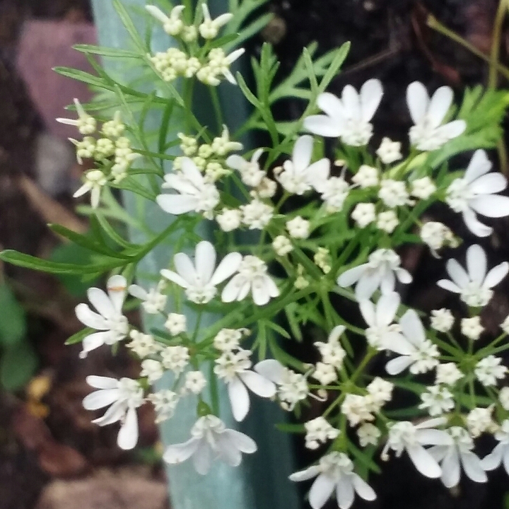 Plant image Coriandrum sativum