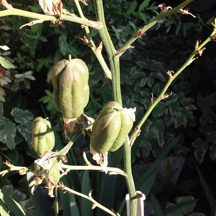 plant image 774413