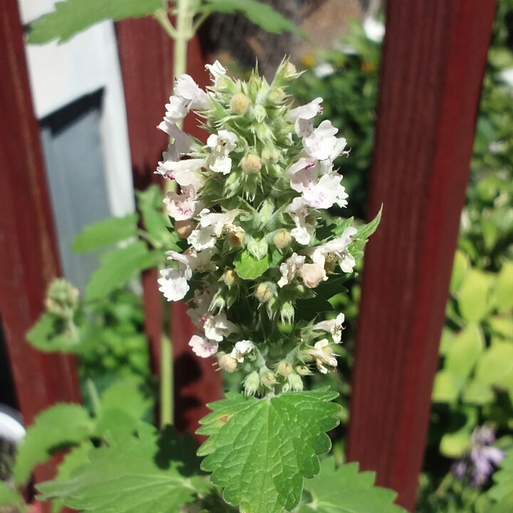 plant image 774536