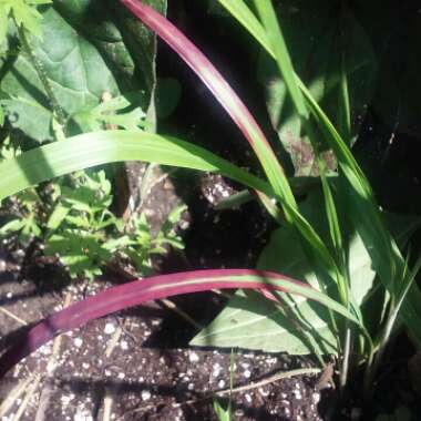 Pennisetum alopecuroides 'Burgundy Bunny'