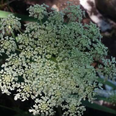Daucus carota