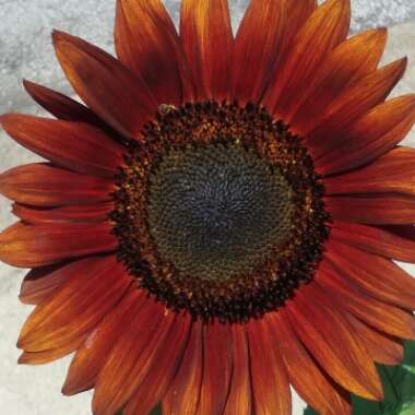 Helianthus annuus 'Autumn Beauty'