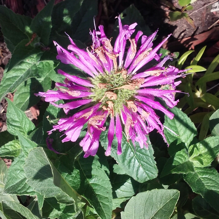 Plant image Monarda Didyma 'Balmy Lilac'