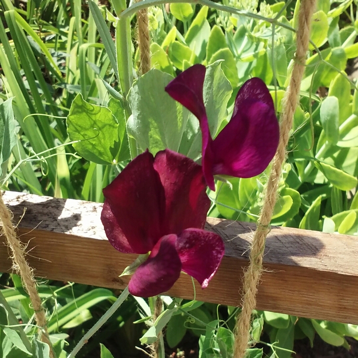 plant image 780235