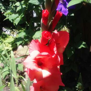 Gladiolus
