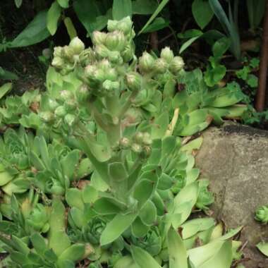 Sempervivum
