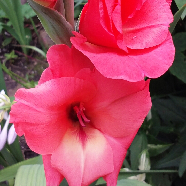 plant image 780574 plant image 780574