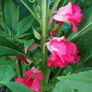 Impatiens balfourii