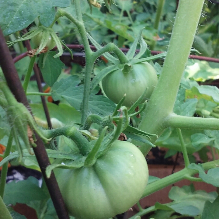 plant image 796208