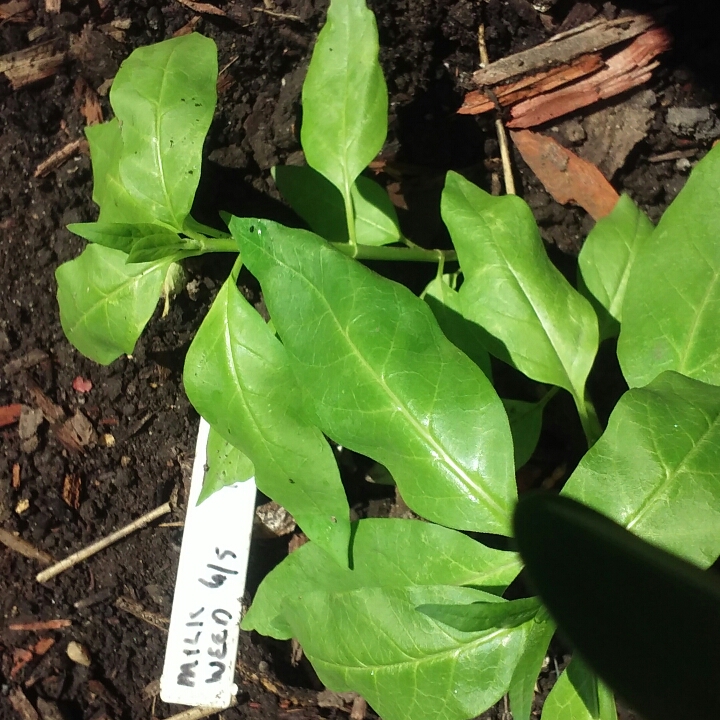 Plant image Asclepias syriaca