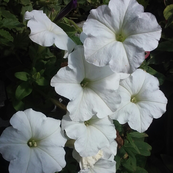Plant image Petunia surfinia