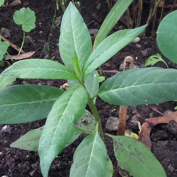 Plant image Asclepias