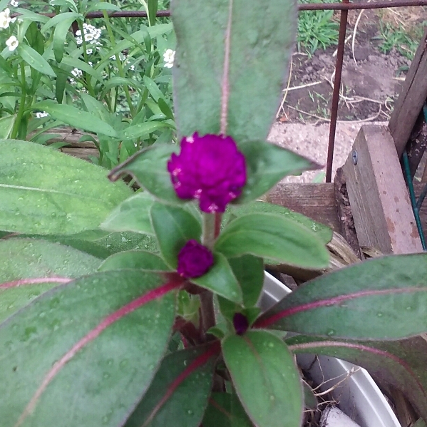 plant image 804361