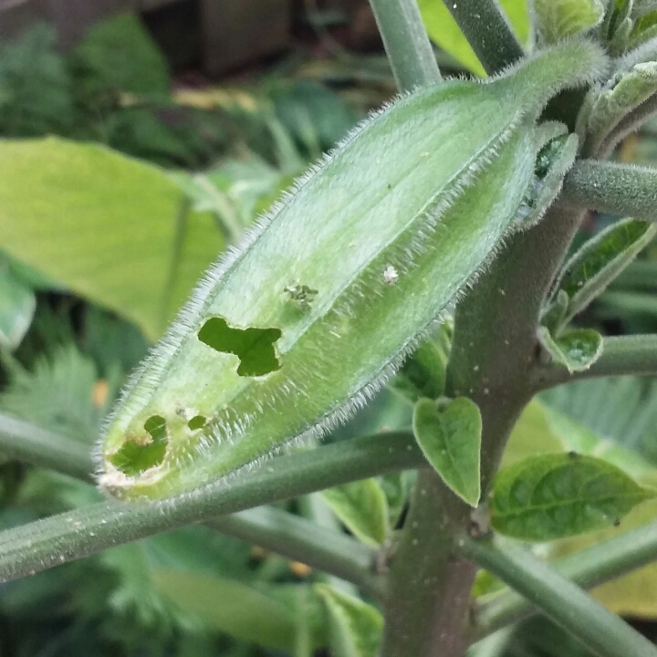plant image 805354 plant image 805354
