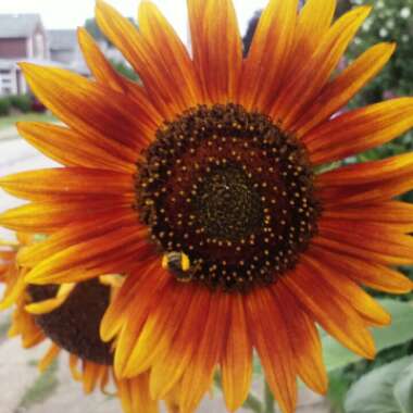 Helianthus annuus 'Autumn Beauty'