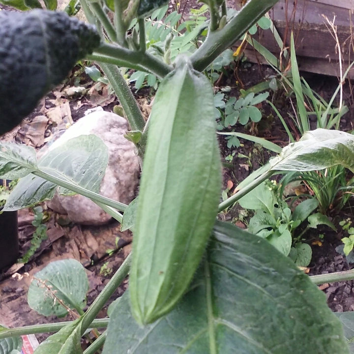 plant image 821312