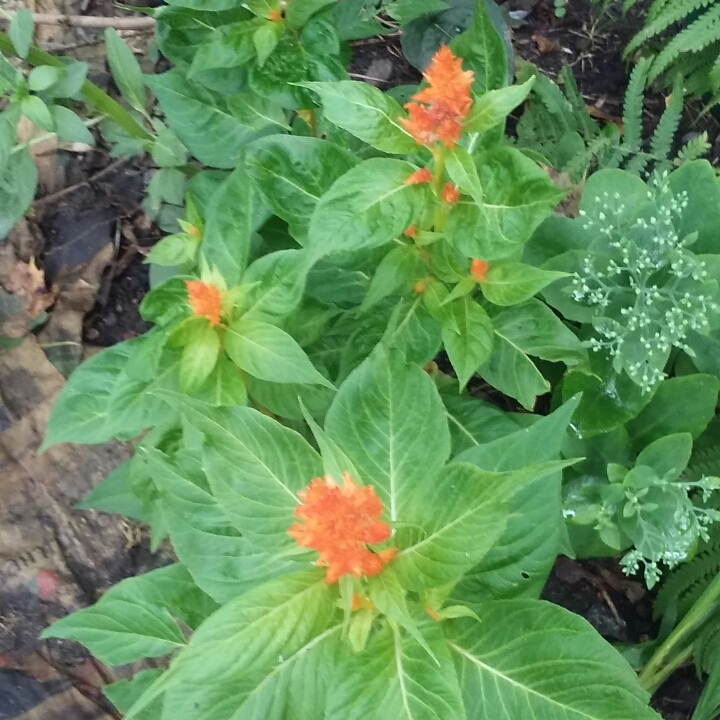 plant image 821318