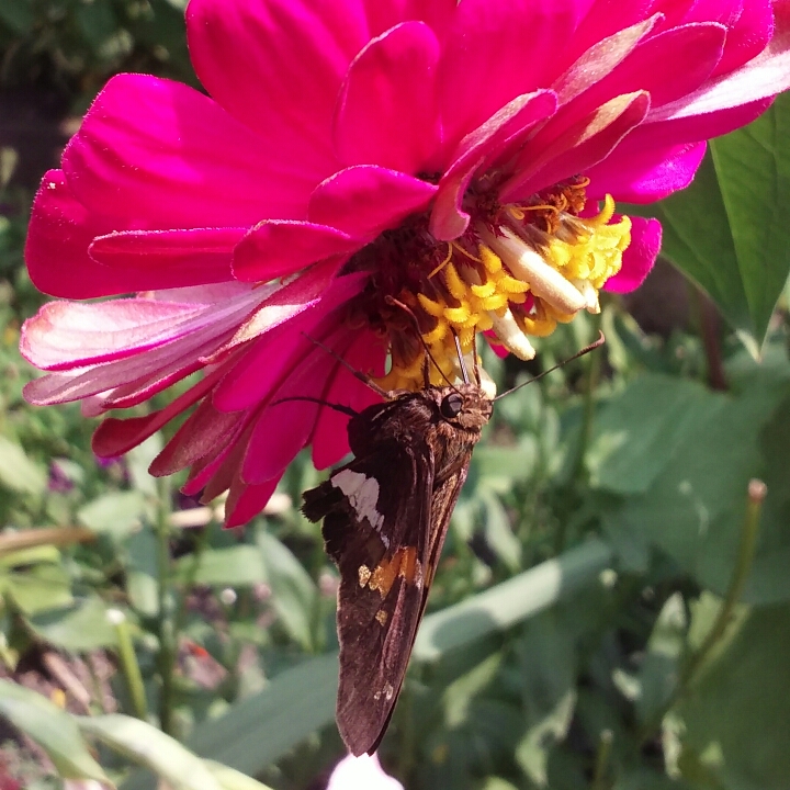 plant image 821325 plant image 821325