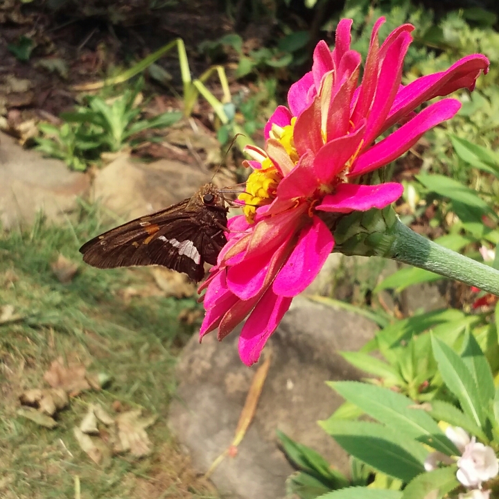 plant image 821328 plant image 821328