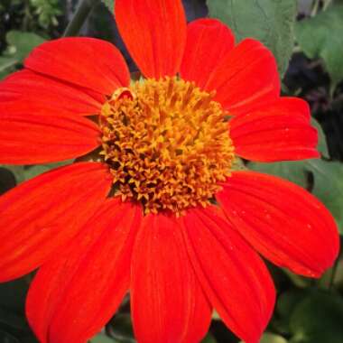 Tithonia rotundifolia syn Tithonia speciosa